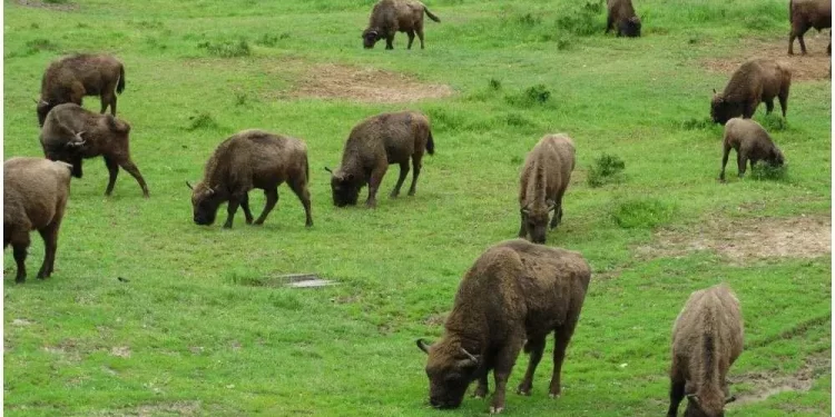 Locuri recomandate. Zimbrăria de lângă București